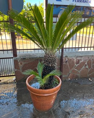Cycas in vaso