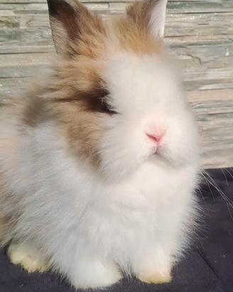 Cucciolo angora testa di leone meraviglioso