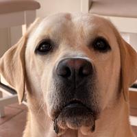 Labrador per Monta figlio di Campionissimi