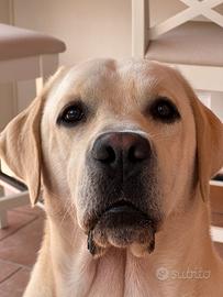 Labrador per Monta figlio di Campionissimi