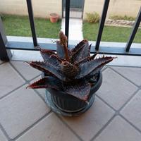 Pianta agave, piante grasse 
