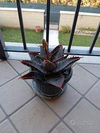 Pianta agave, piante grasse 