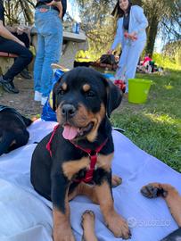 Cuccioli Rottweiler