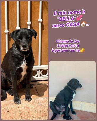 Bella: dolce e va d'accordo con i suoi simili