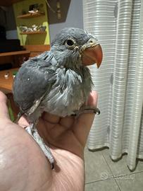 Parrocchetto dal collare grigio