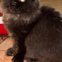 Gatte persiane Chinchilla