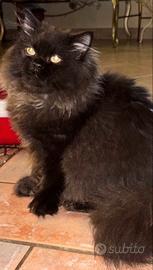 Gatte persiane Chinchilla