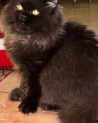 Gatte persiane Chinchilla