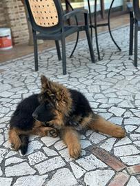 Pastore tedesco cucciolo con microchip