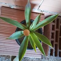 Pianta di Agave attenuata - grasse giardino cactus