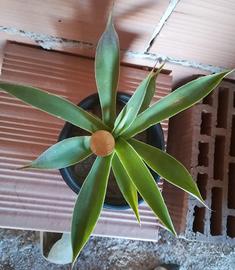 Pianta di Agave attenuata - grasse giardino cactus