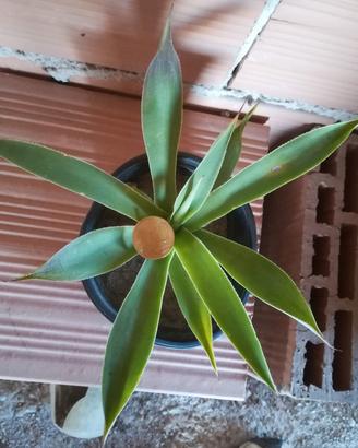 Pianta di Agave attenuata - grasse giardino cactus