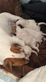 Cuccioli di Jack Russell