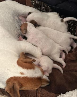 Cuccioli di Jack Russell