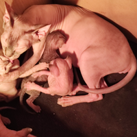 Cuccioli gatti sphynx