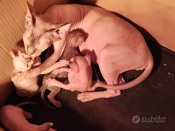 Cuccioli gatti sphynx