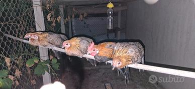 Phoenix galli e galline