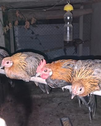 Phoenix galli e galline