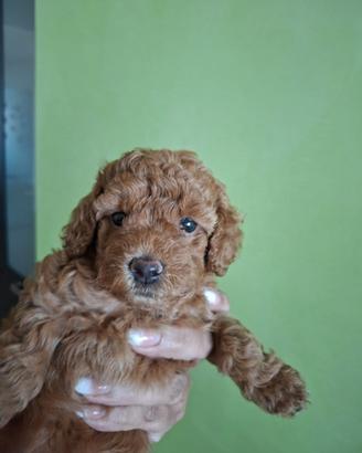 Animali