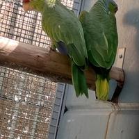 Coppia amazzone fronte rossa