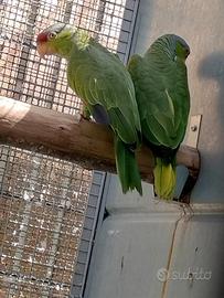 Coppia amazzone fronte rossa