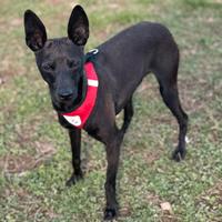 Piccolo Levriero Italiano