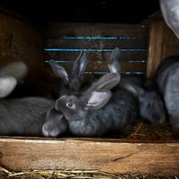 Conigli fiandre blu Giovanni