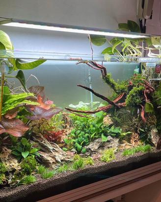 Splendide piante acquario acqua dolce