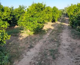 Terreno agricolo