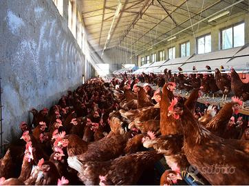 Allevamento galline uova