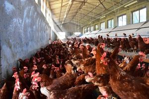 Allevamento galline uova