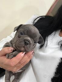 Bulldog francese blu