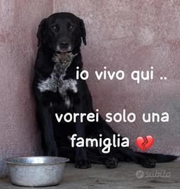 BLACKY 3 ANNI taglia media