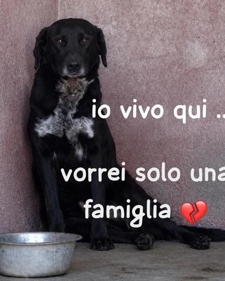 BLACKY 3 ANNI taglia media