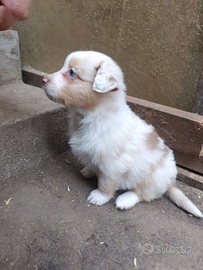 Mirtilla Red merle con pedigree