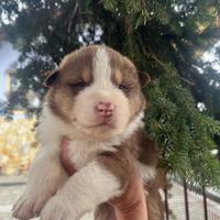 Cuccioli di pastore australiano e malamute