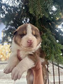 Cuccioli di pastore australiano e malamute