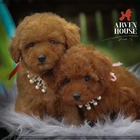 Barboncino toy allevamentoriconoscuto enci