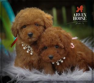 Barboncino toy allevamentoriconoscuto enci