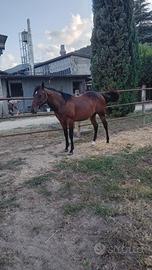 Puledra