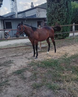 Puledra