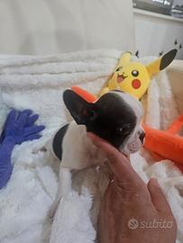 Bulldog francese mini cucciola