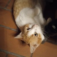 Micio sterilizzato fiv positivo