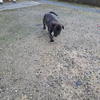 Cane corso