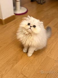 Gatto persiano