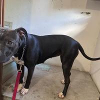Pitbull femmina 3 anni