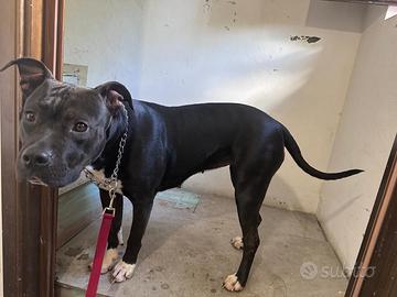 Pitbull femmina 3 anni