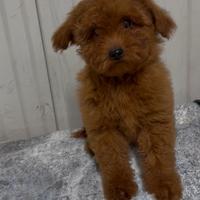 Cucciola di barboncino con pedigree Enci