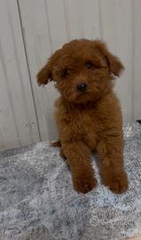 Cucciola di barboncino con pedigree Enci