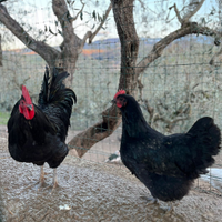 Coppie di galline da bellezza